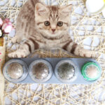 Brinquedo Pet Bola de Catnip Le Spinning 4 em 1