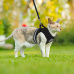 Coleira Respirável à Prova de Fuga Refletiva - Gato e Cachorro - Imagem 2